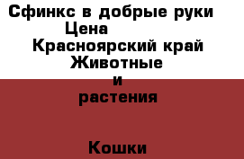 Сфинкс в добрые руки › Цена ­ 3 000 - Красноярский край Животные и растения » Кошки   